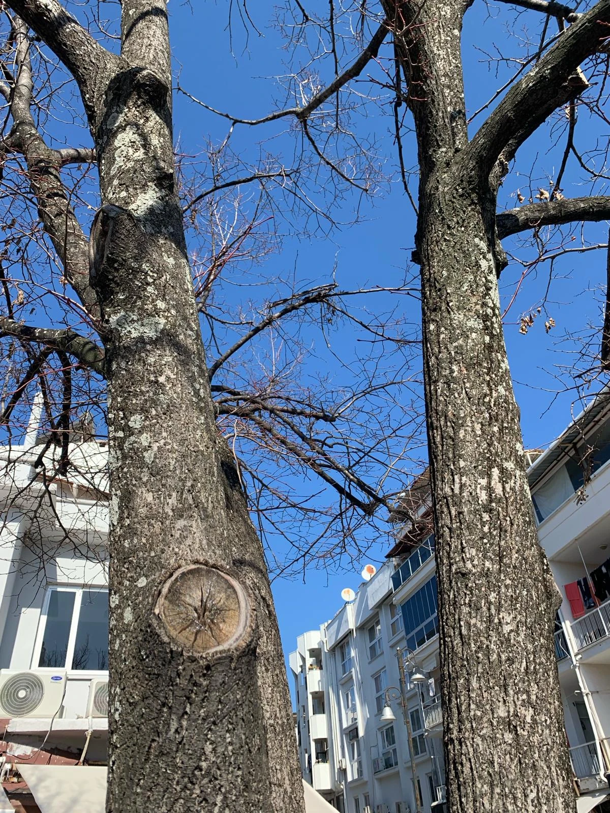 ÇEŞME MEYDANINDA IHLAMUR AĞACI