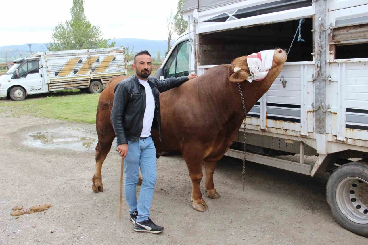 1 ton 150 kilogram ağırlığındaki &quot;Paşa&quot; 380 bin TL’ye alıcısını bekliyor
