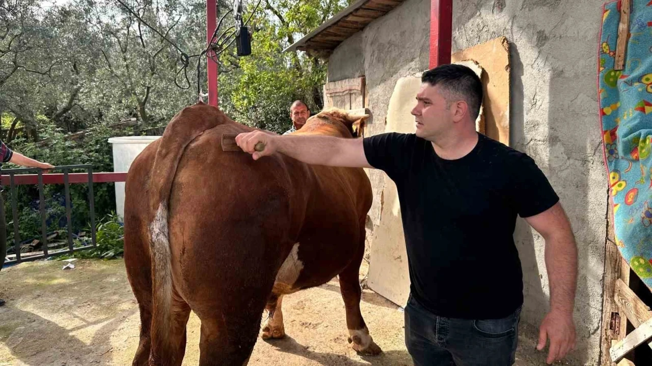 1 ton 200 kiloluk kurbanlık, araba fiyatına alıcısını bekliyor
