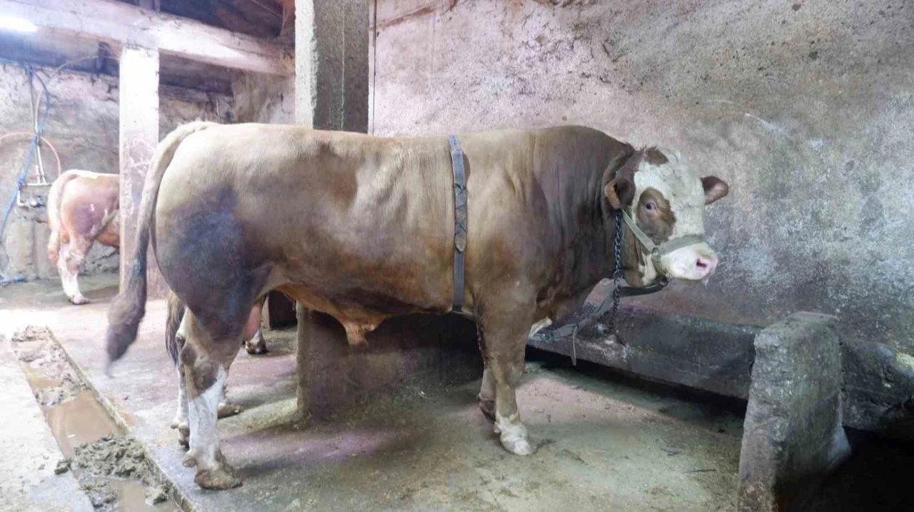 1 ton 200 kiloluk tosun 400 bin liraya satıldı
