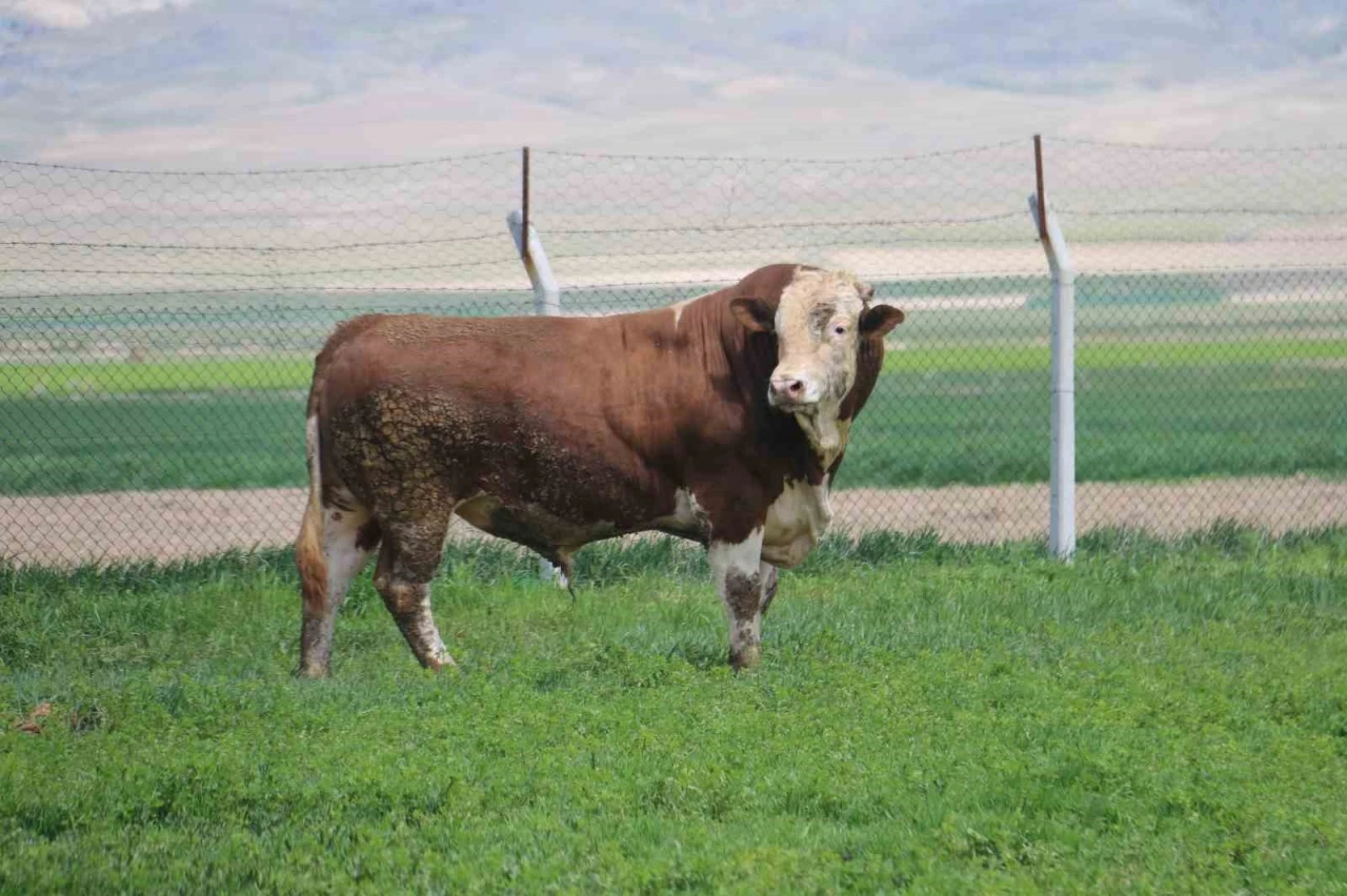 1 ton 250 kilogramlık Paşa, fiyatıyla dudak uçuklatıyor

