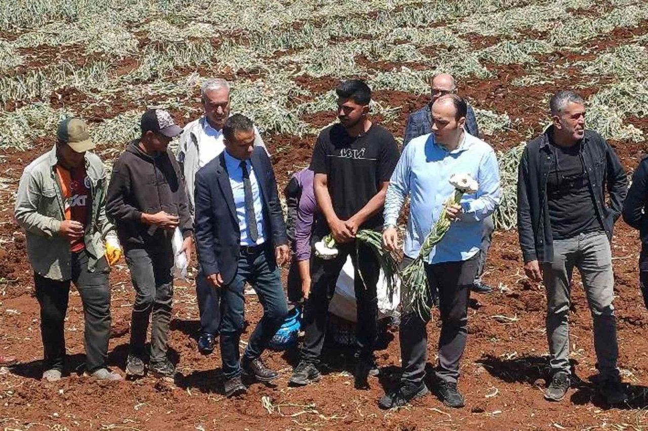 14 Mayıs Dünya Çiftçiler Günü sarımsak tarlasında kutlandı
