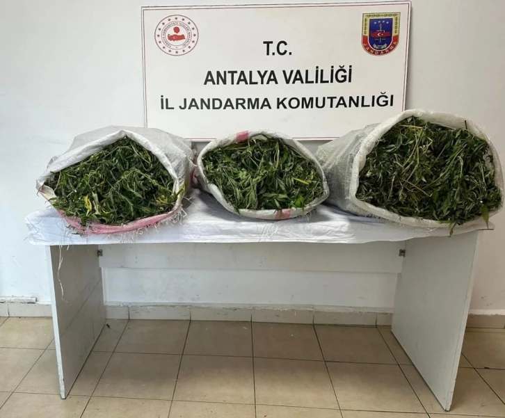 19 kilo 745 gram skunk maddesi ele geçirildi
