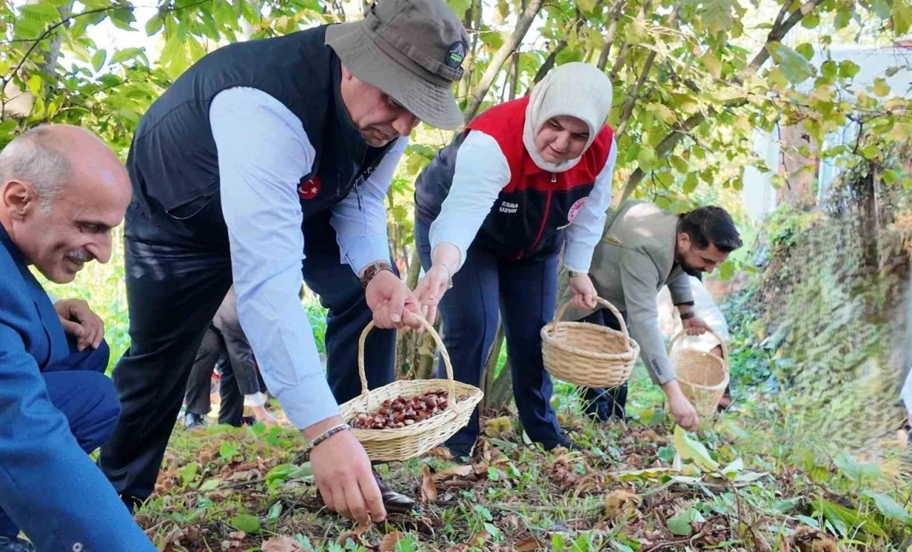 2024’te 794 ton kestane üretimi gerçekleşti
