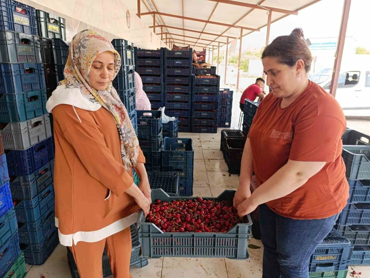 25 yıl &ouml;nce dikilen kiraz fidanları Selendi&rsquo;yi Avrupa&rsquo;ya taşıdı
