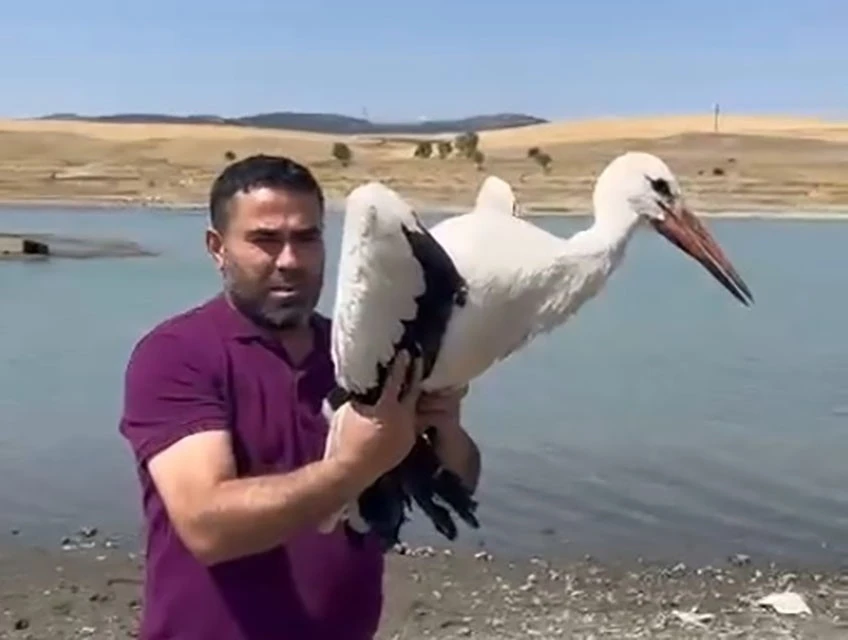 3 ay önce yaralı teslim alınan leylek sağlığına kavuştu, doğaya bırakıldı
