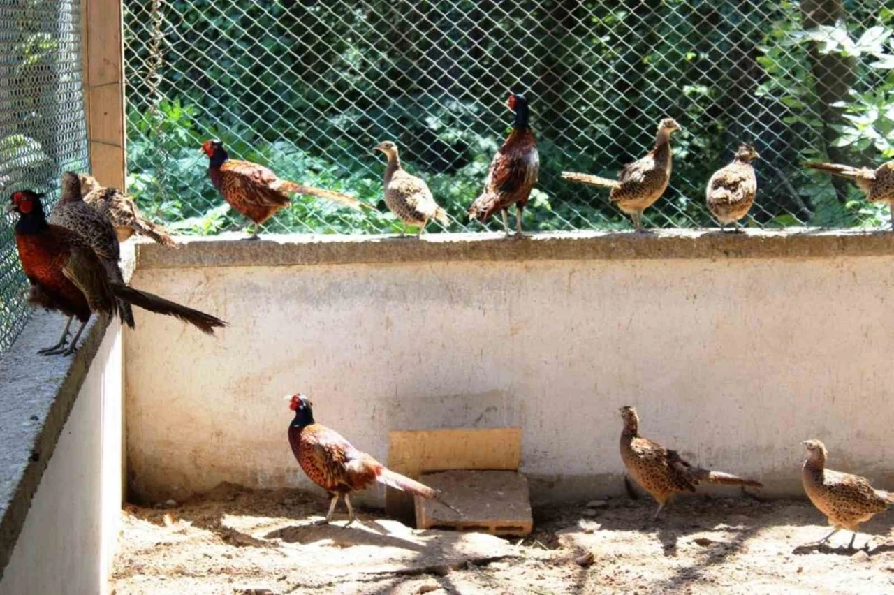 3 yılda 20 bin sülün doğaya salındı
