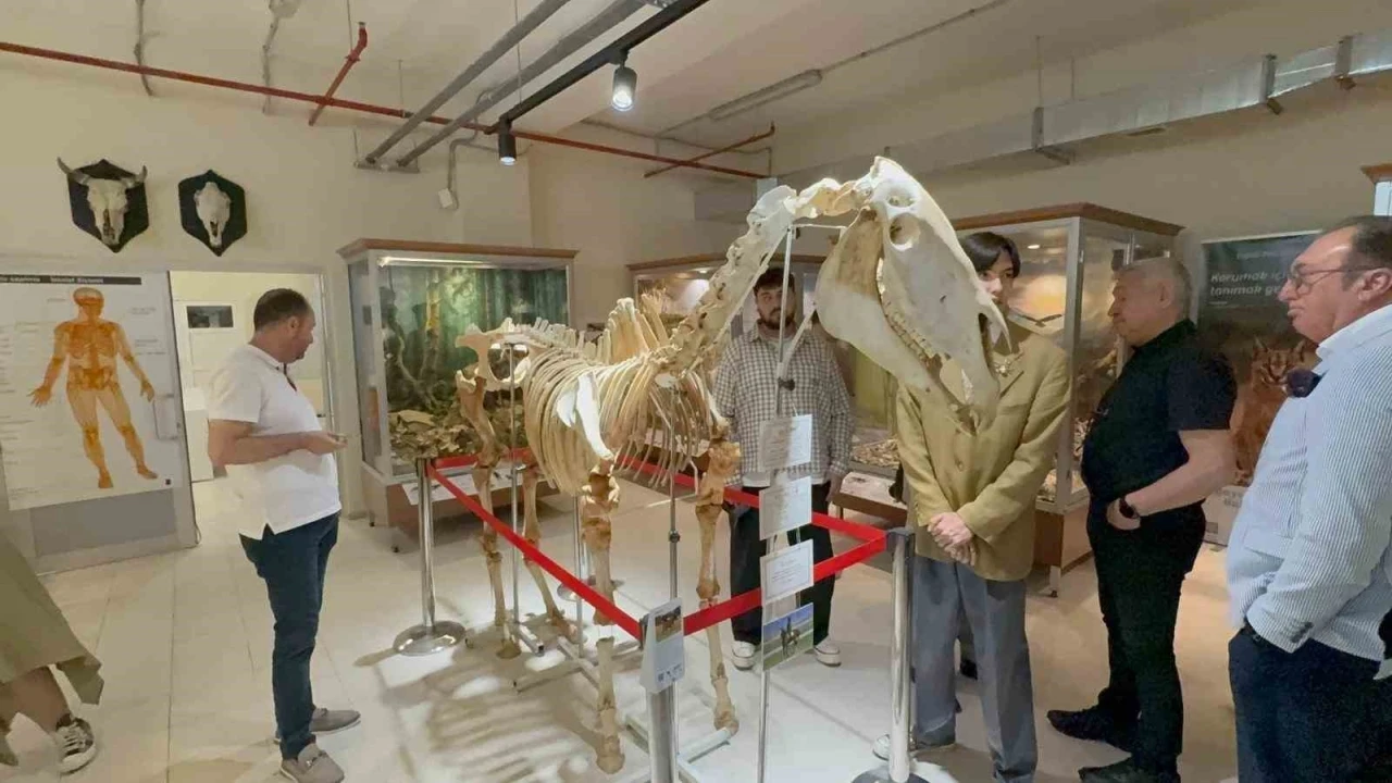 34 bin hayvanın sergilendiği Zooloji M&uuml;zesi a&ccedil;ıldı
