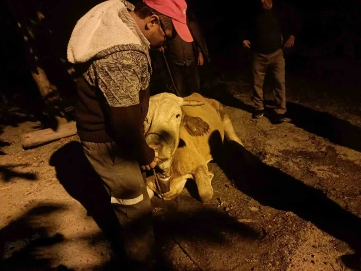 50 metrelik u&ccedil;uruma yuvarlanan hayvan, 11 saatlik &ccedil;alışmayla kurtarıldı
