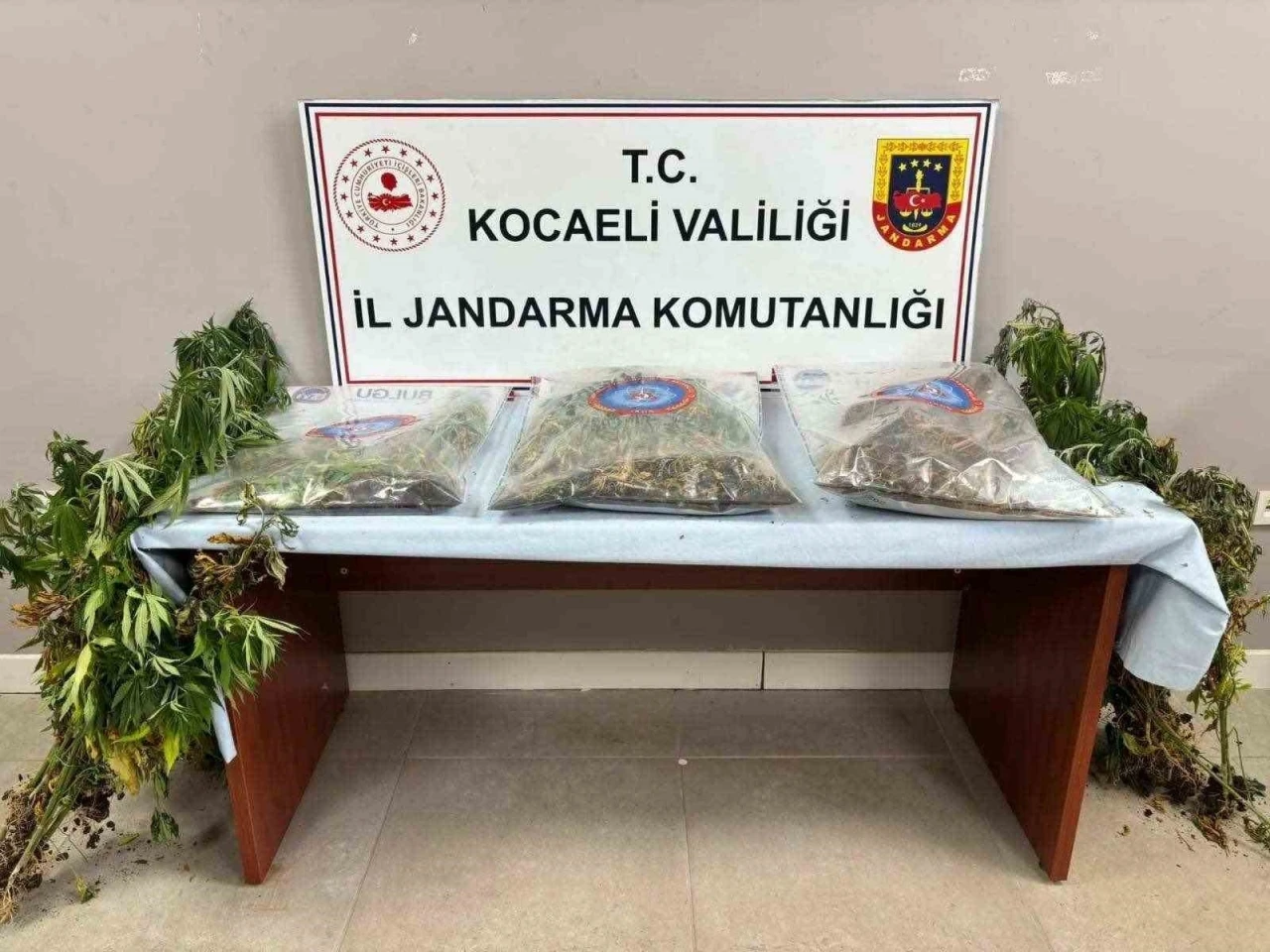 556 kök kenevir ve 5 kilo skunk ele geçirildi: 2 şüpheli tutuklandı
