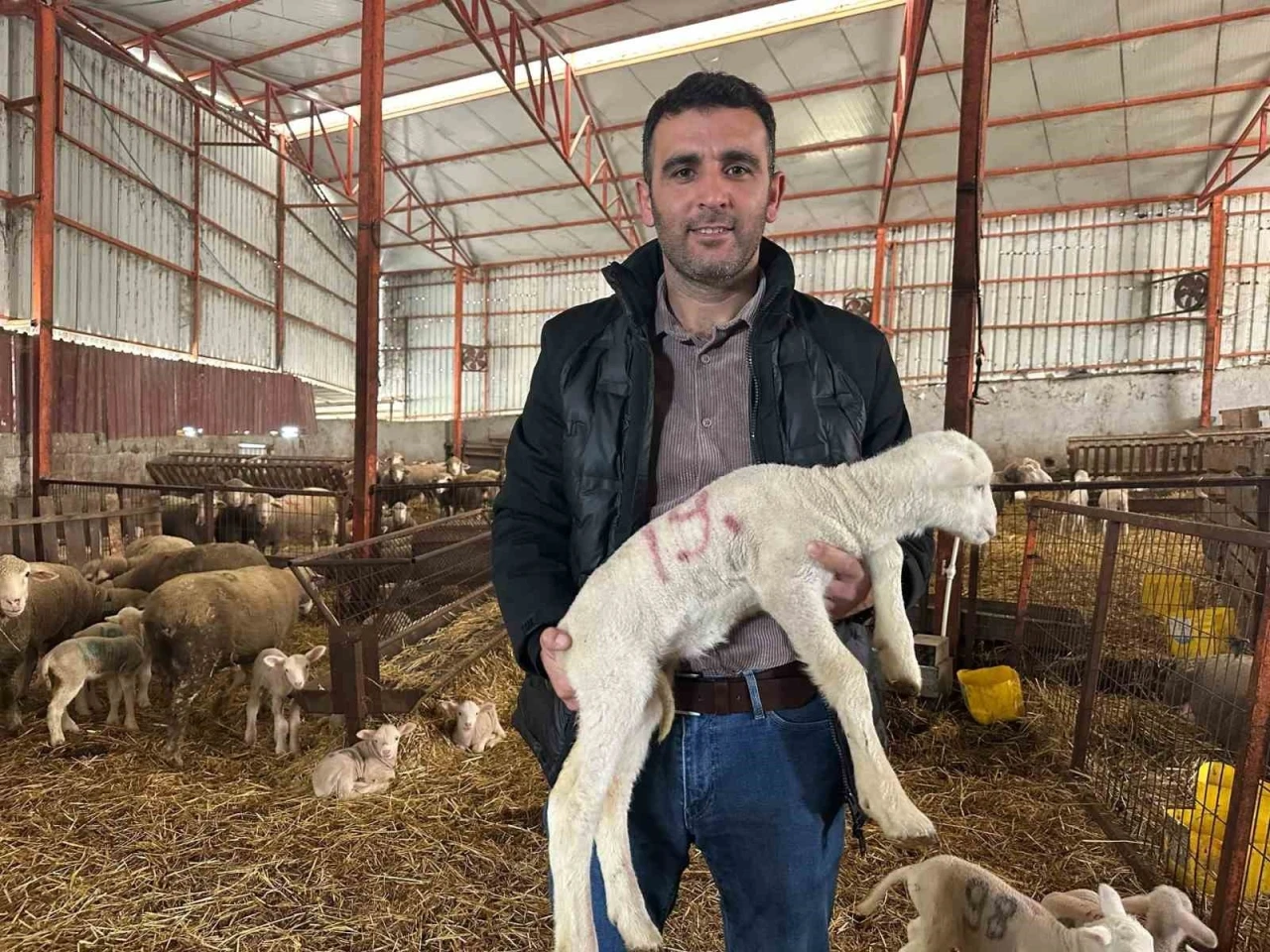 57 yıllık tecr&uuml;beden koyunculuğa başlayacaklara &ouml;nemli &ouml;neriler
