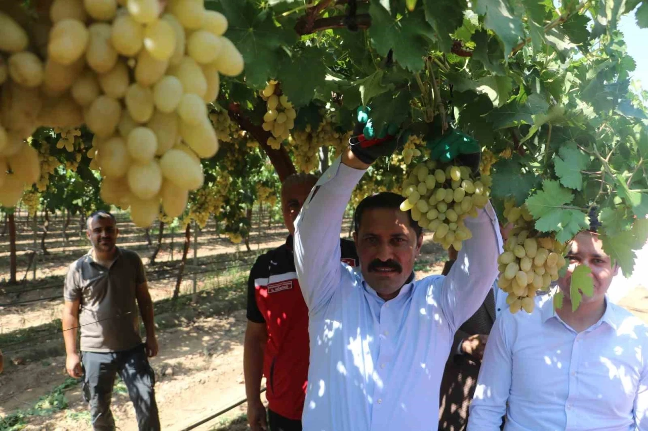 85 bin ton rekoltenin beklendiği üzümde bağ bozumu başladı
