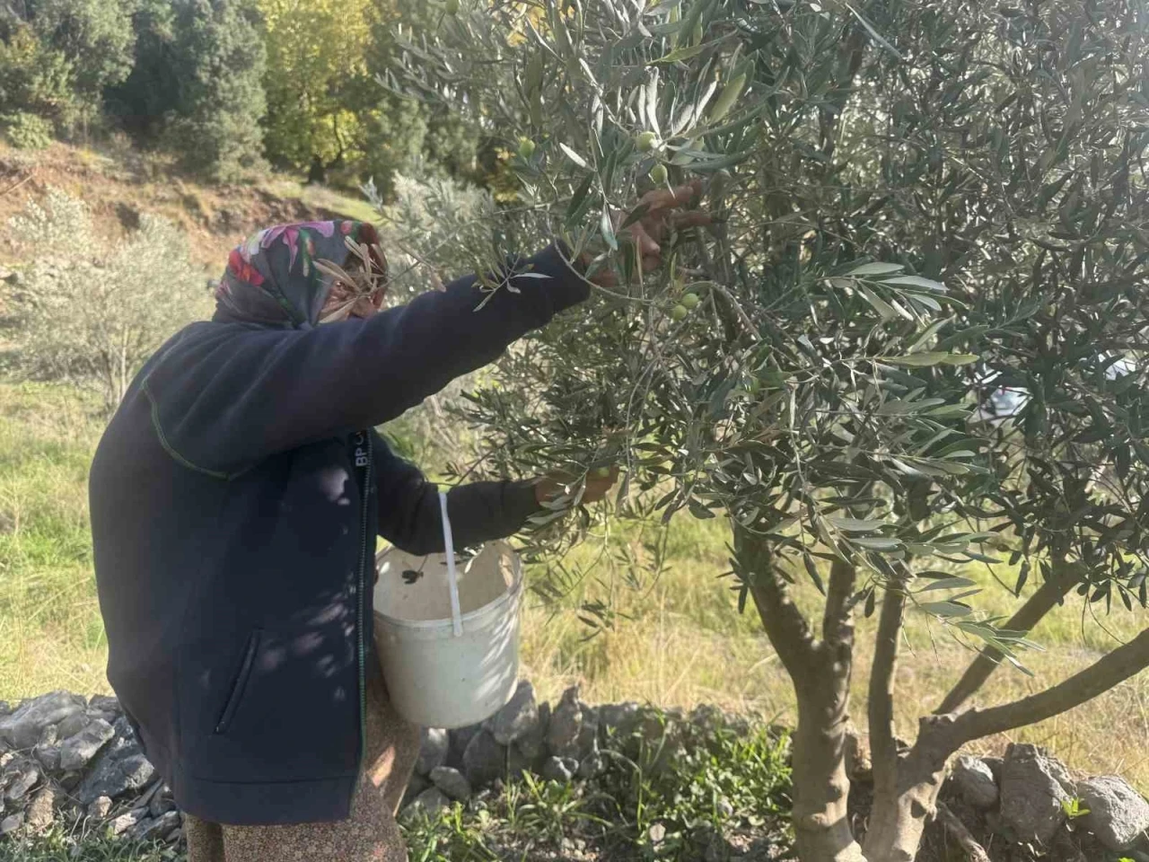 88 yaşındaki Emine nine zeytin hasadında
