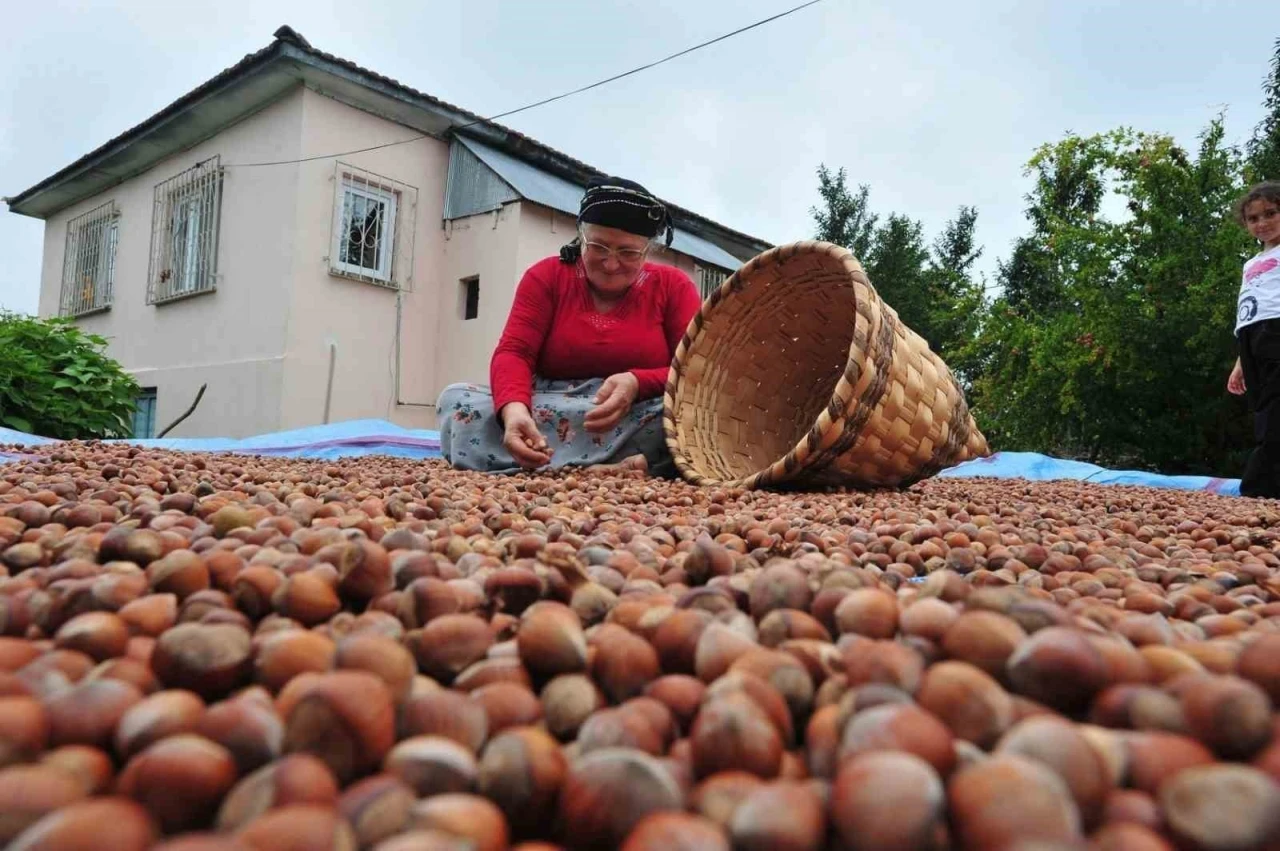 AB ülkelerine 12 bin 851 ton fındık gönderildi
