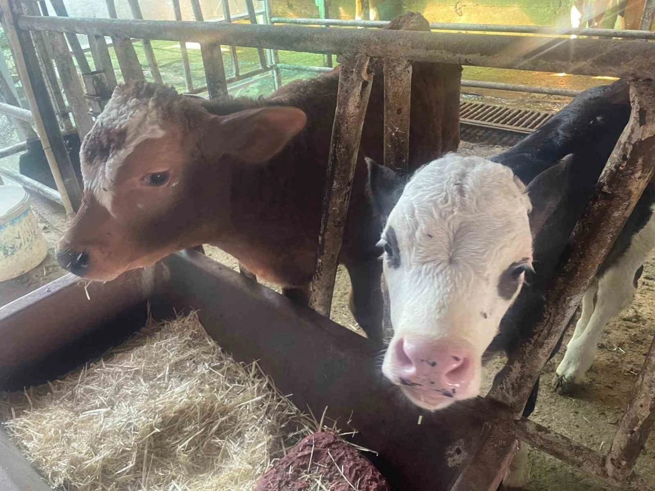 ABD Tarım Bakanlığı: &quot;Türkiye’de yıllık 400-500 bin buzağı ölümü oluyor&quot;
