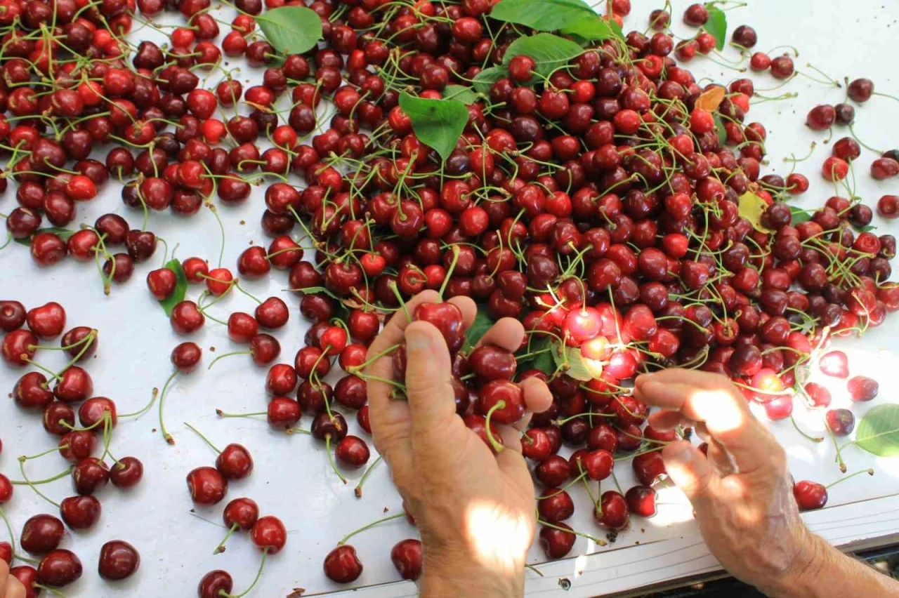 ABD ve Avrupa kirazda bu aromayı &ouml;zellikle istiyor
