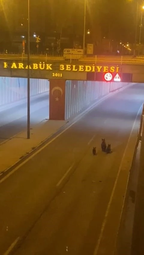 A&ccedil; kalan ayı yavrularıyla şehre indi
