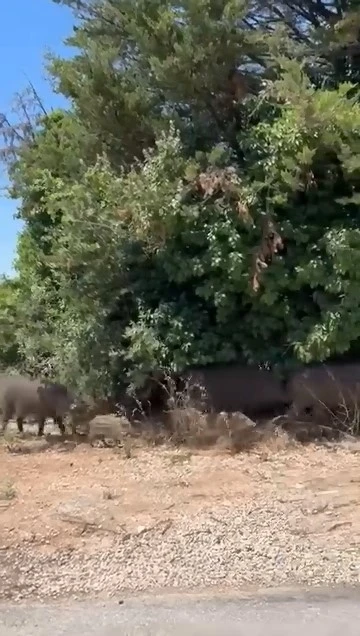 A&ccedil; kalan domuz s&uuml;r&uuml;s&uuml; şehre indi
