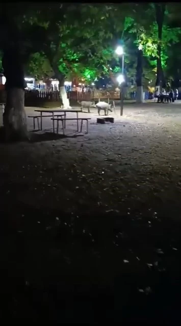 Aç kalan domuzlar, piknik alanında görüntülendi
