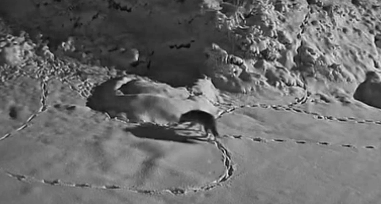 A&ccedil; kalan kurt mezraya indi
