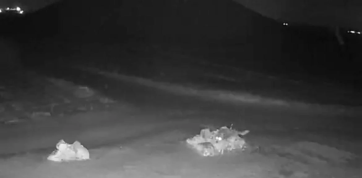 A&ccedil; kalan kurtlar k&ouml;ye indi
