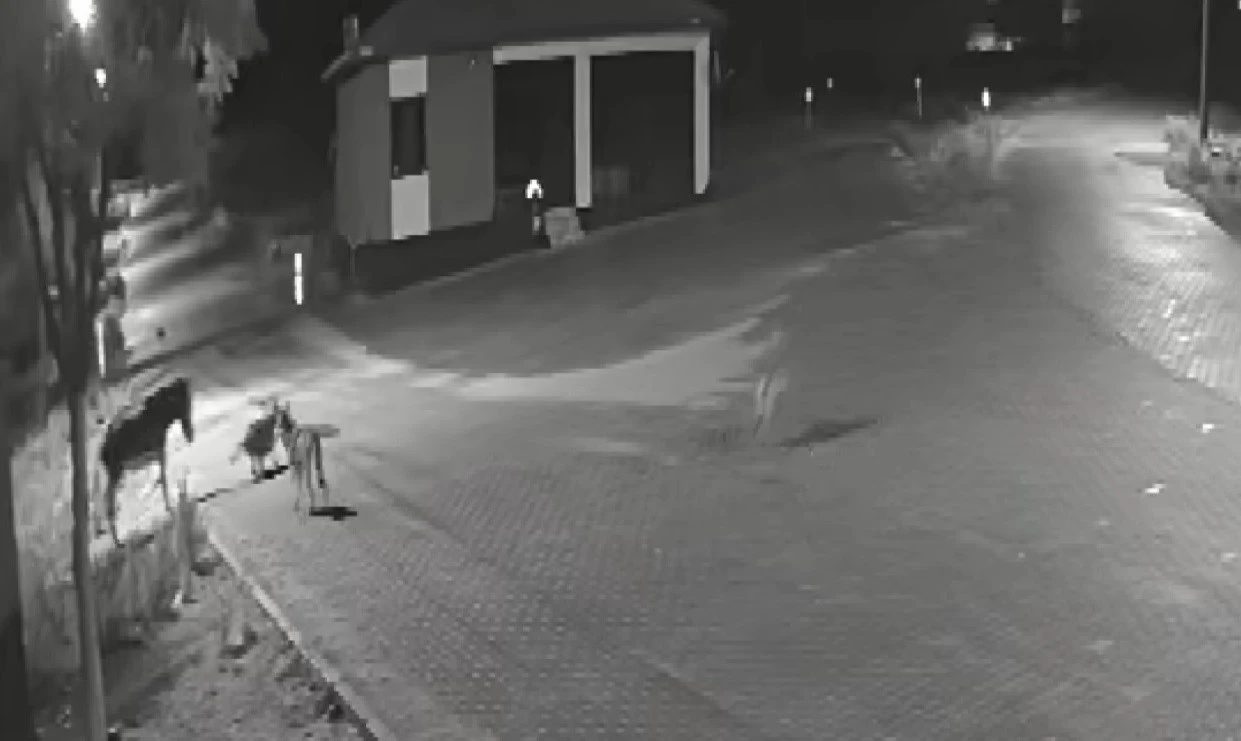 Aç kalan kurtlar mahalleye inerek eşeğe saldırdı
