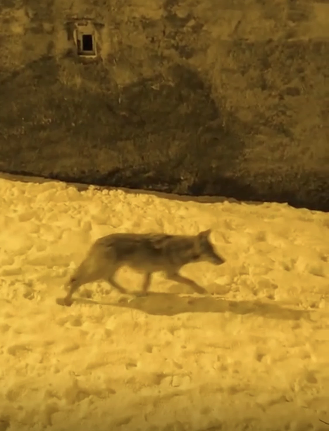 A&ccedil; kalan kurtlar şehir merkezine indi
