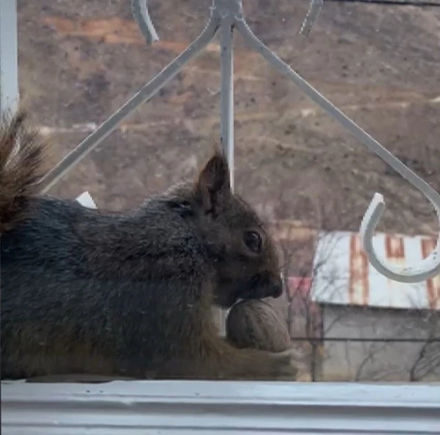 A&ccedil; kalan sincaplar pencerelere misafir oluyor
