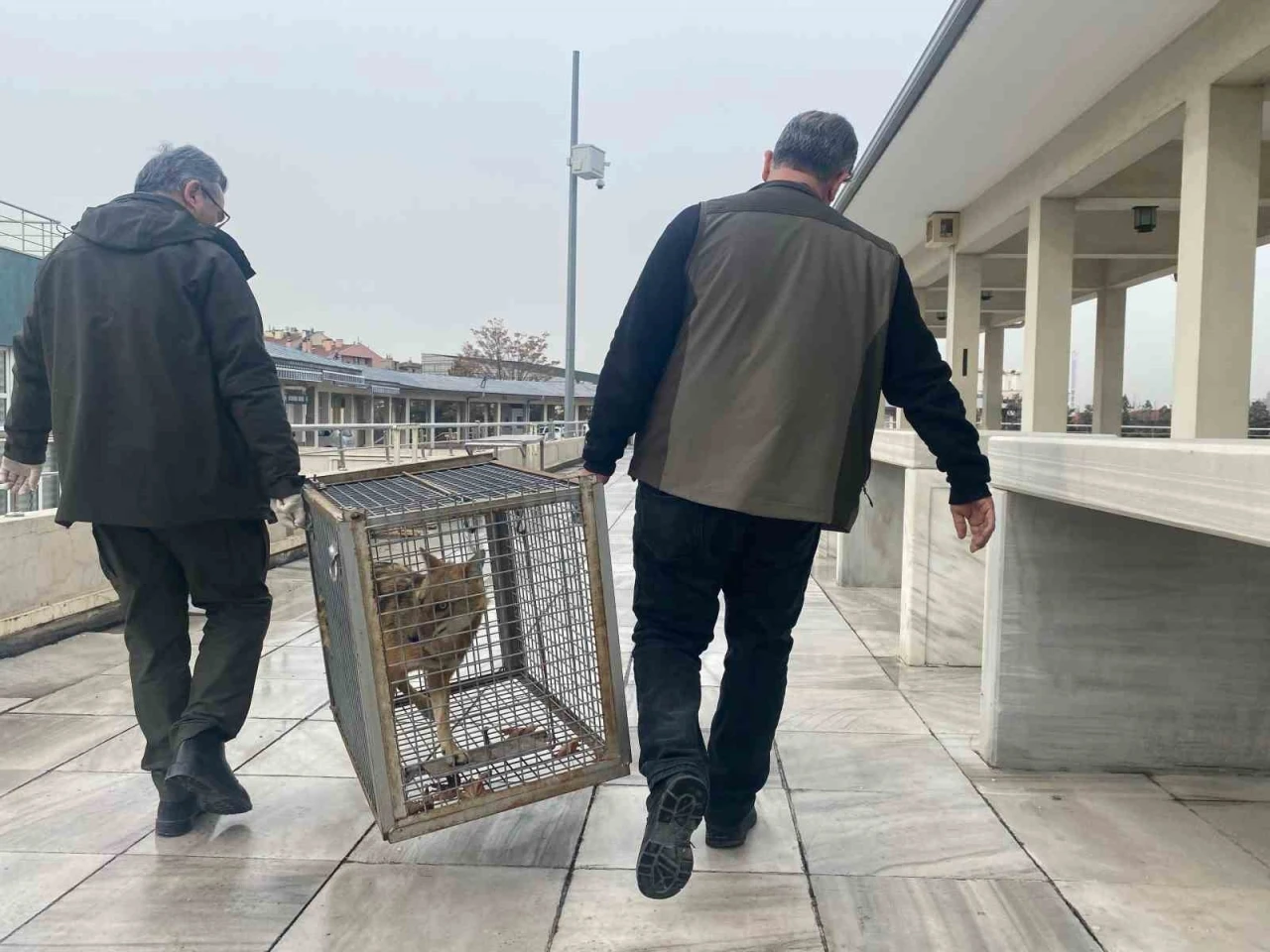 Aç kalan tilki Kocatepe Camii’ne sığındı