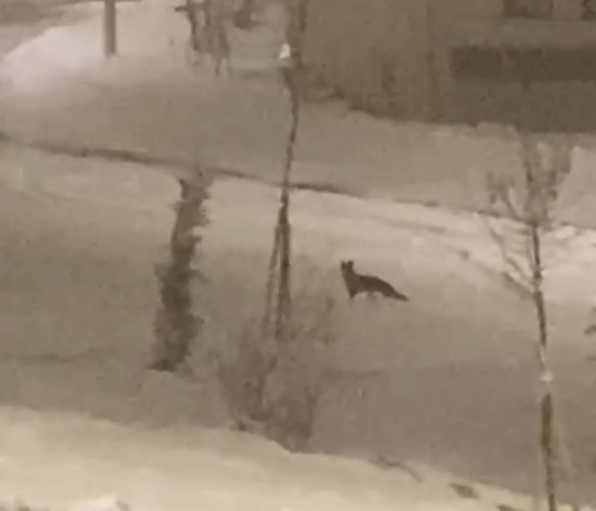 A&ccedil; kalan tilki şehir merkezine indi
