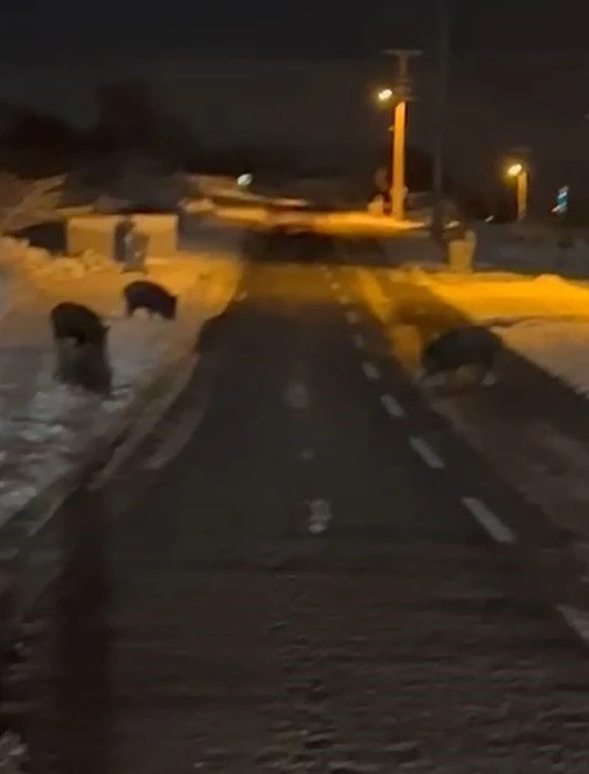 A&ccedil; kalan yaban domuzları yerleşim yerine indi
