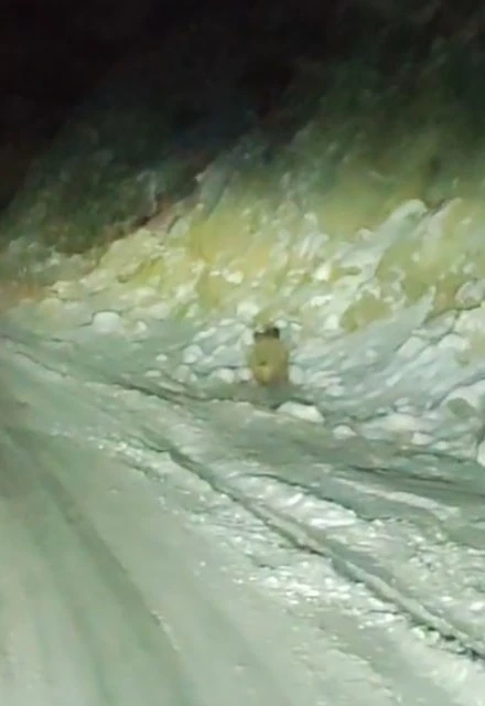 A&ccedil; kalan yaban domuzu kara yoluna indi
