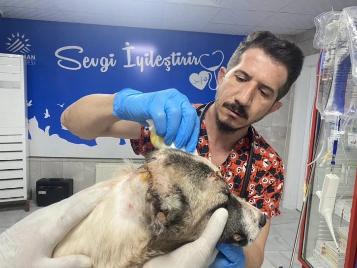 Acımasız Saldırıya Uğrayan Köpeğe 13 Bıçak Yarası ve 150 Dikiş