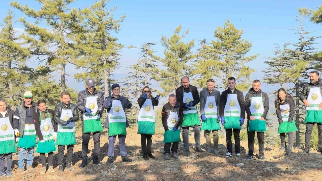 Adana&rsquo;da bir yılda 50 ton sedir tohumu toprakla buluştu
