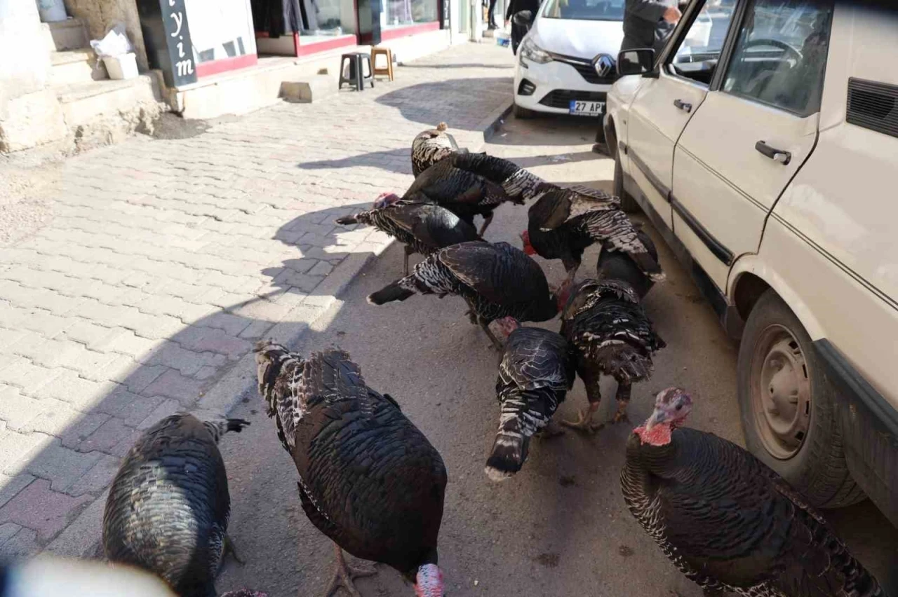 Adana&rsquo;da ilgin&ccedil; g&ouml;r&uuml;nt&uuml;: Hindiler &ccedil;arşıda gezdirilerek satılıyor
