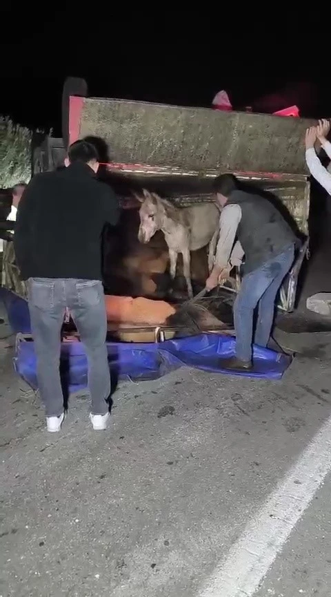 Adana&rsquo;da kasası eşek dolu kamyonet yola devrildi
