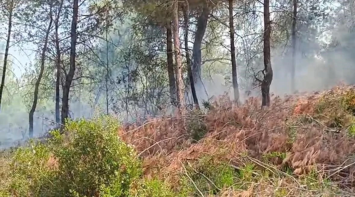 Adana’da orman yangını kontrol altına alındı
