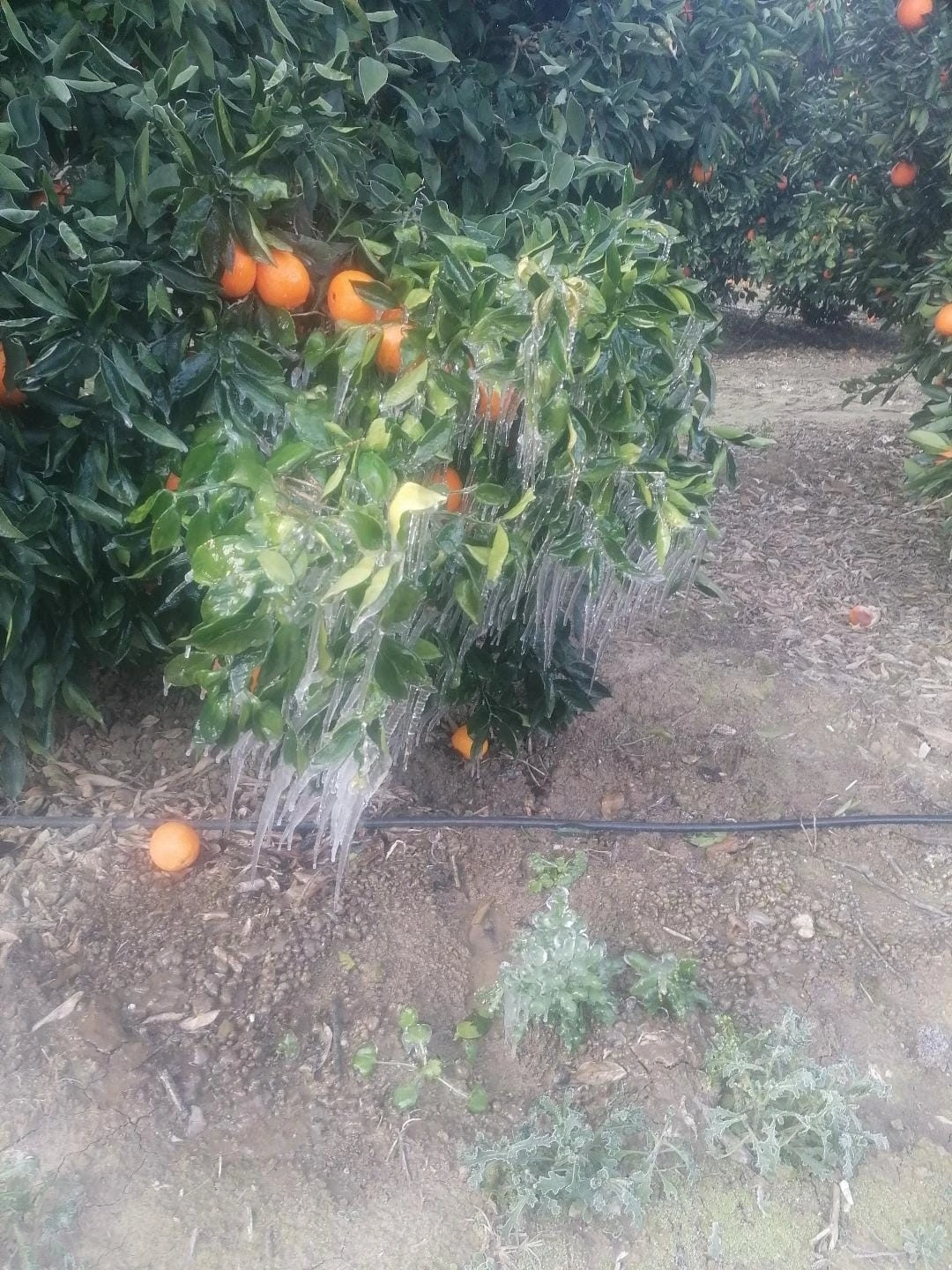 Adana&rsquo;da portakal ağa&ccedil;ları buz tuttu
