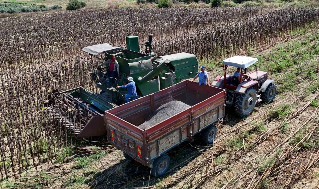 Adana&rsquo;da yağlık ay&ccedil;i&ccedil;eği hasadı başladı: Y&uuml;ksek rekolte &uuml;reticiyi sevindirdi

