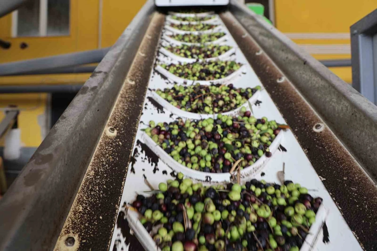 Adana’da zeytinin yağ yolculuğu başladı
