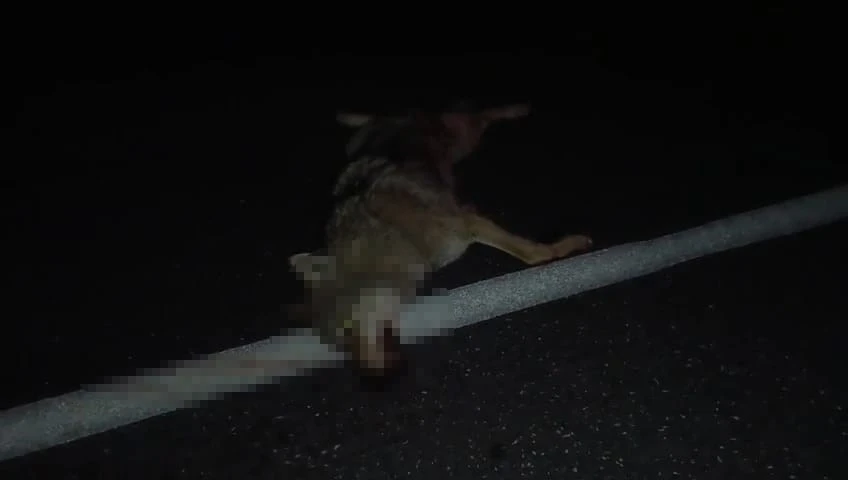 Adilcevaz&rsquo;da ara&ccedil;ların &ccedil;arptığı kurt telef oldu
