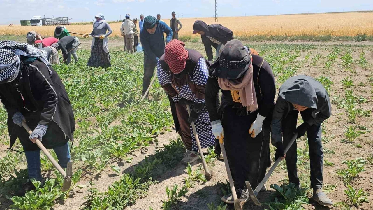 Adilcevaz’da kavurucu sıcakta ekmek mücadelesi
