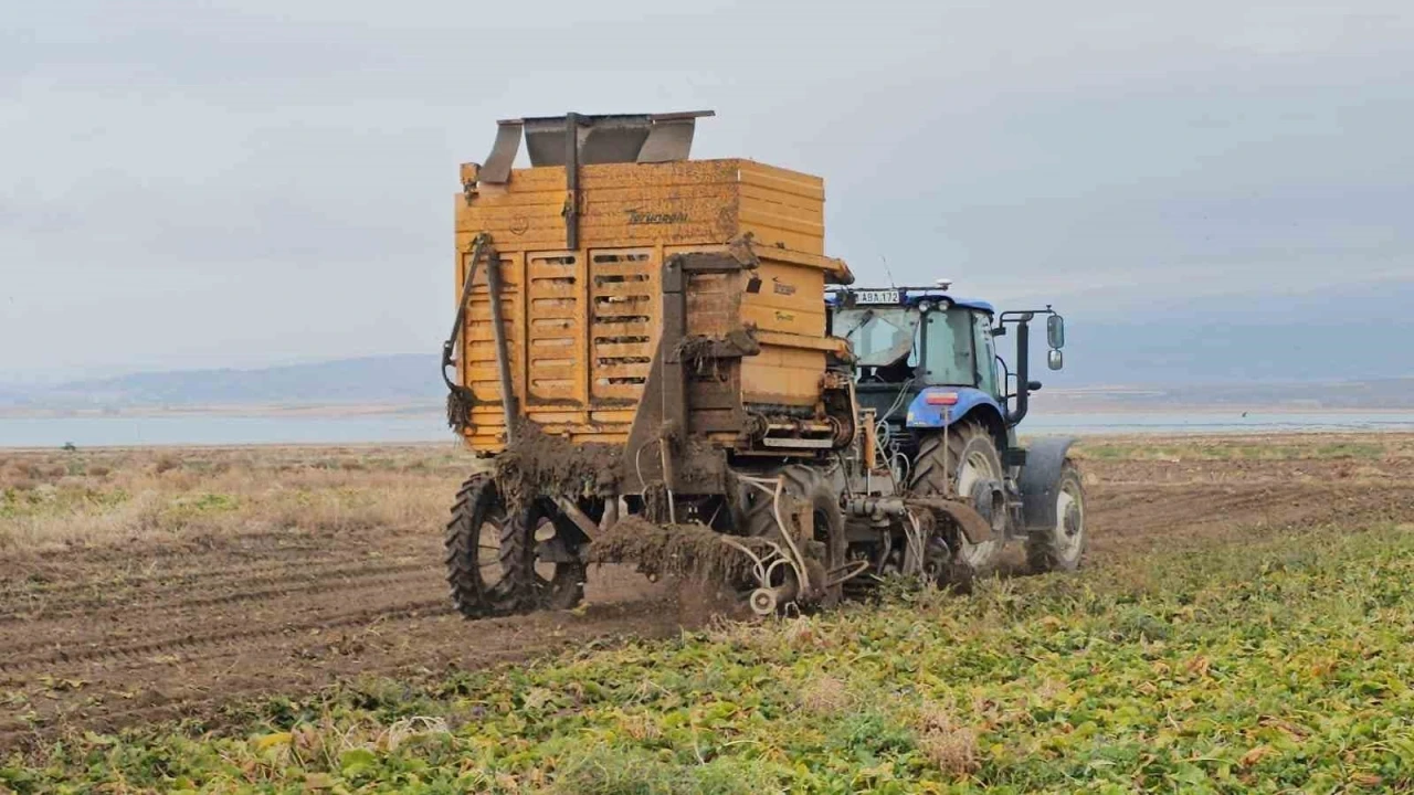 Adilcevaz’da pancar sökümü hızla devam ediyor
