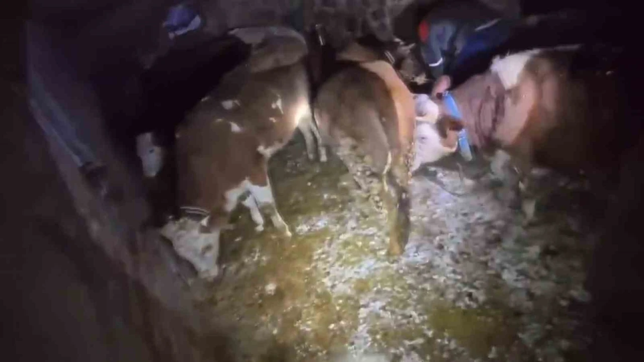 Adıyaman&rsquo;da ahır &ccedil;&ouml;kt&uuml;, 3 b&uuml;y&uuml;kbaş hayvan telef oldu
