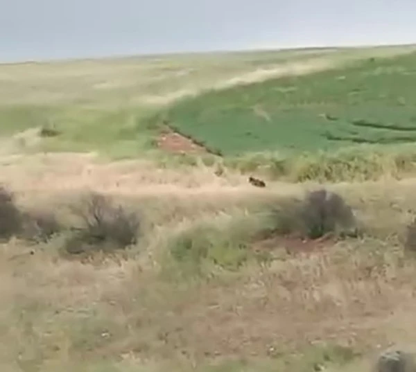 Adıyaman’da çiftçiler ayıyla karşılaştı
