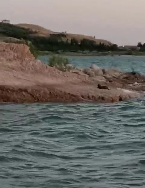 Adıyaman’da su samuru görüldü
