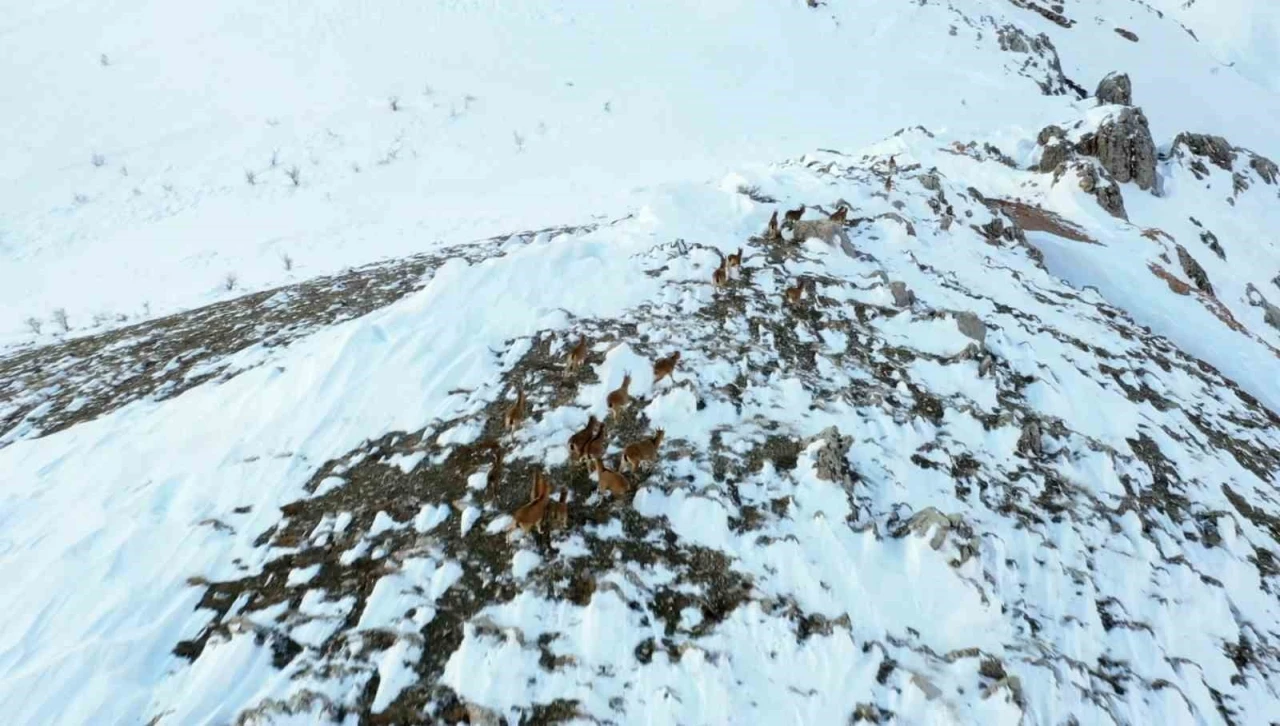 Adıyaman&rsquo;da yaban ke&ccedil;ileri havadan g&ouml;r&uuml;nt&uuml;lendi
