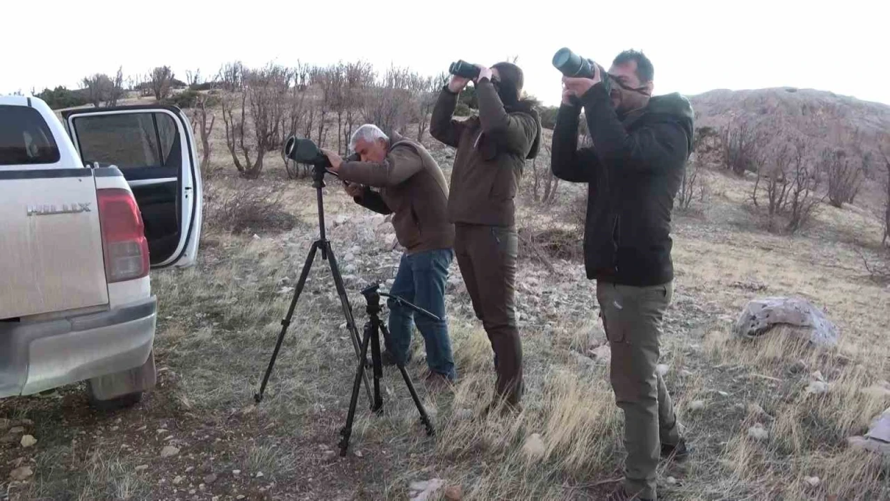 Adıyaman&rsquo;da yaban ke&ccedil;ileri tek tek sayılıyor
