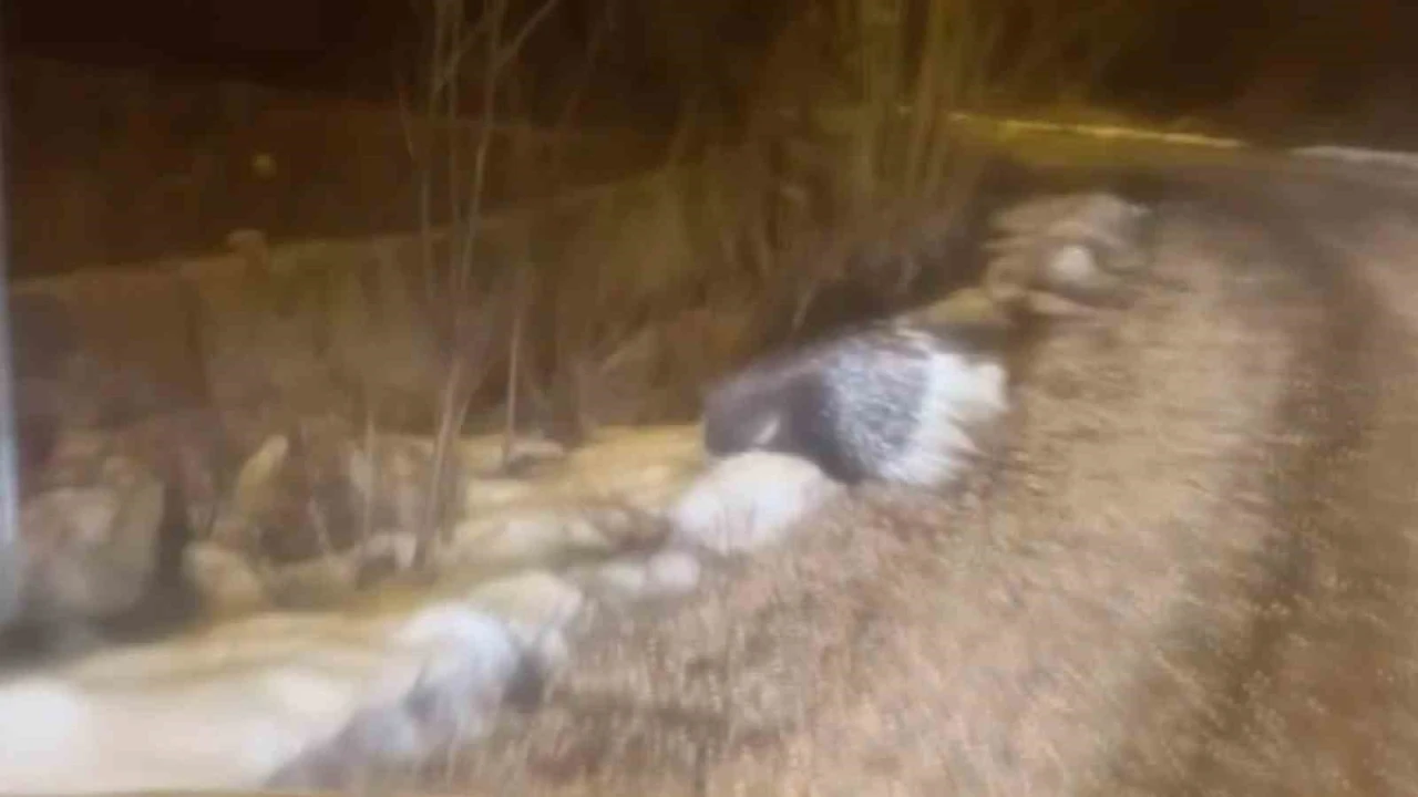 Afrika&rsquo;nın tehlikeli kirpisi Sivas&rsquo;ta g&ouml;r&uuml;nt&uuml;lendi
