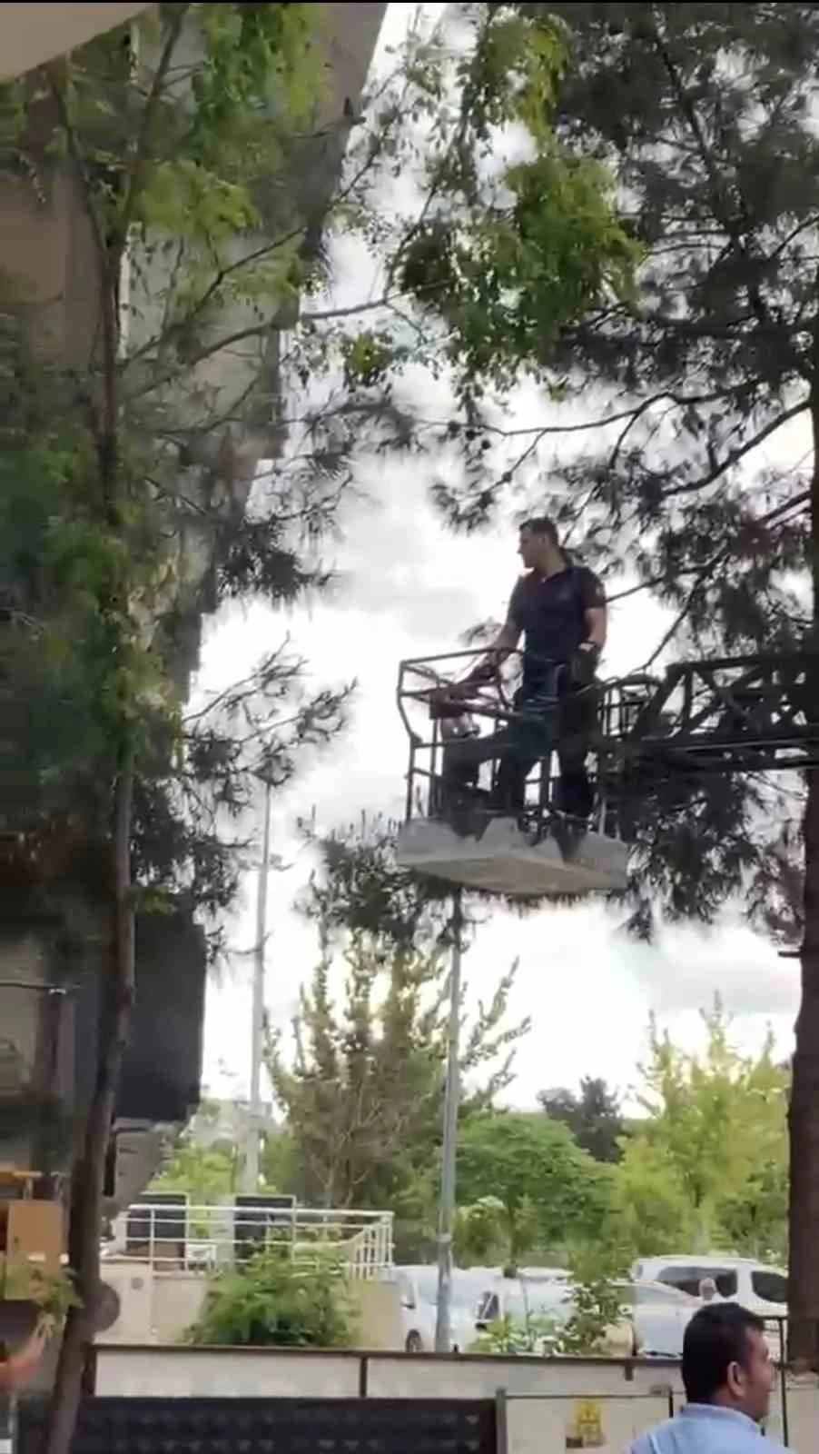 Ağa&ccedil;ta mahsur kalan kediyi itfaiye kurtardı

